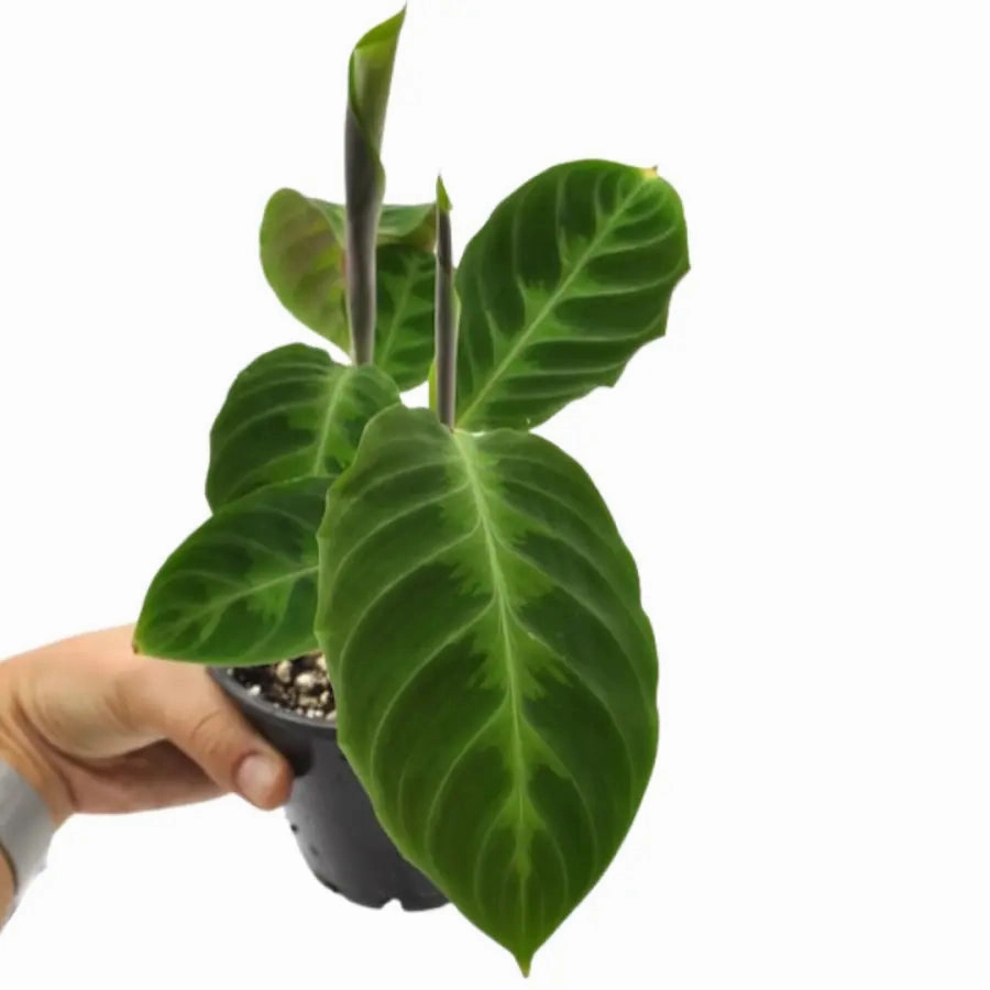 Goeppertia (Calathea) warszewiczii