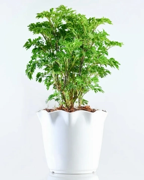 Golden Aralia Plant medium flower pot  