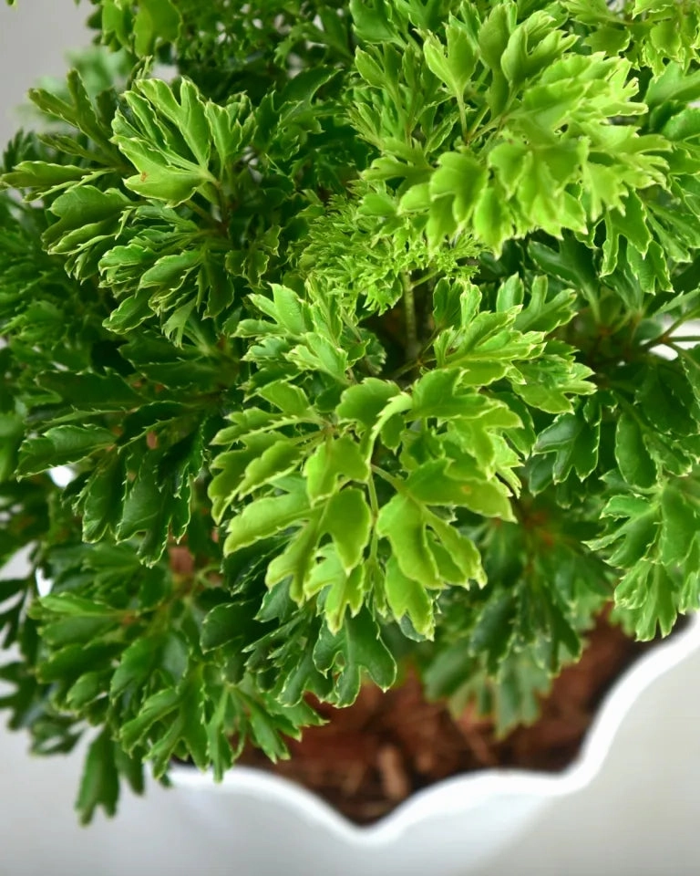 Golden Aralia Plant