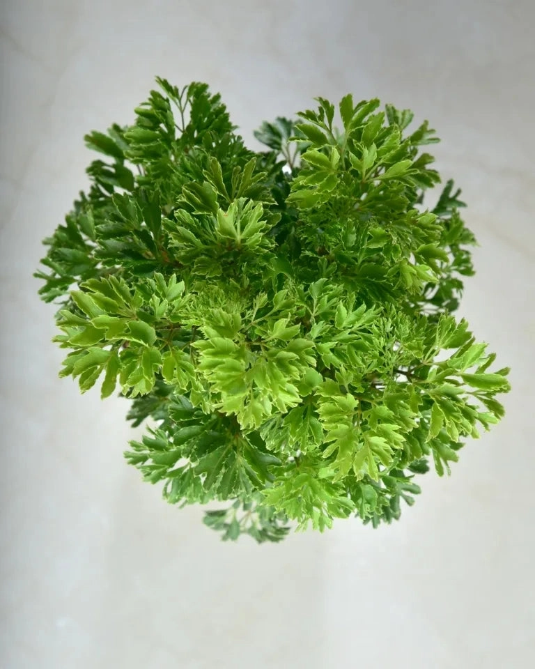 Golden Aralia Plant