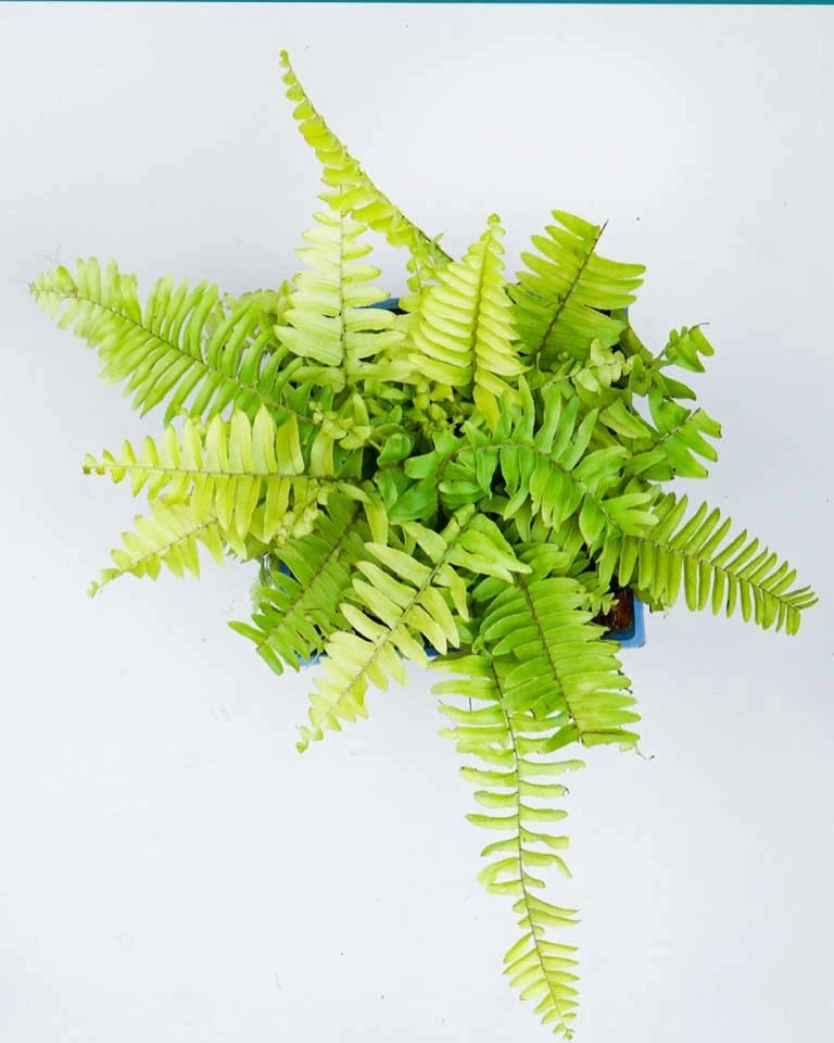 Golden Fern Plant