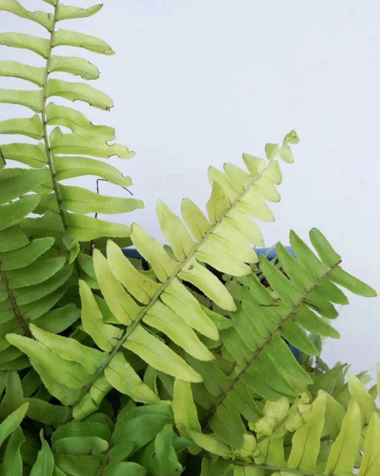 Golden Fern Plant