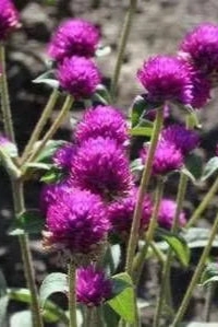 Gomphrena (assorted) 4.5"