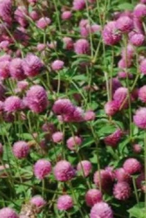 Gomphrena (assorted) 4.5" decorative flowerpot  