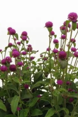 Gomphrena (assorted) 4.5"