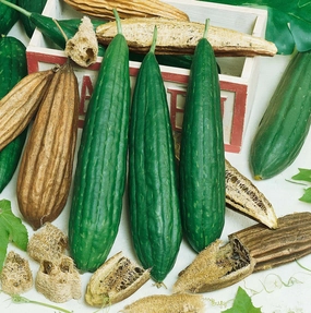 Gourd, Luffa Sponge Seeds small flower pot  