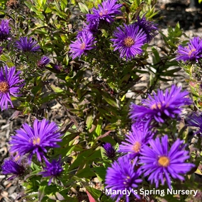 Grape Crush New England Aster | Aster novae-angliae traditional flower vase  