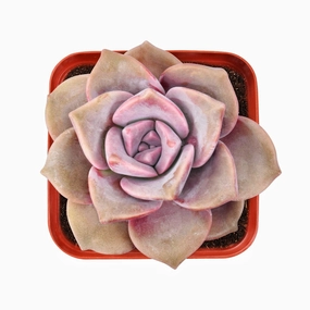 Graptopetalum 'Purple Delight' mini ornamental plant  