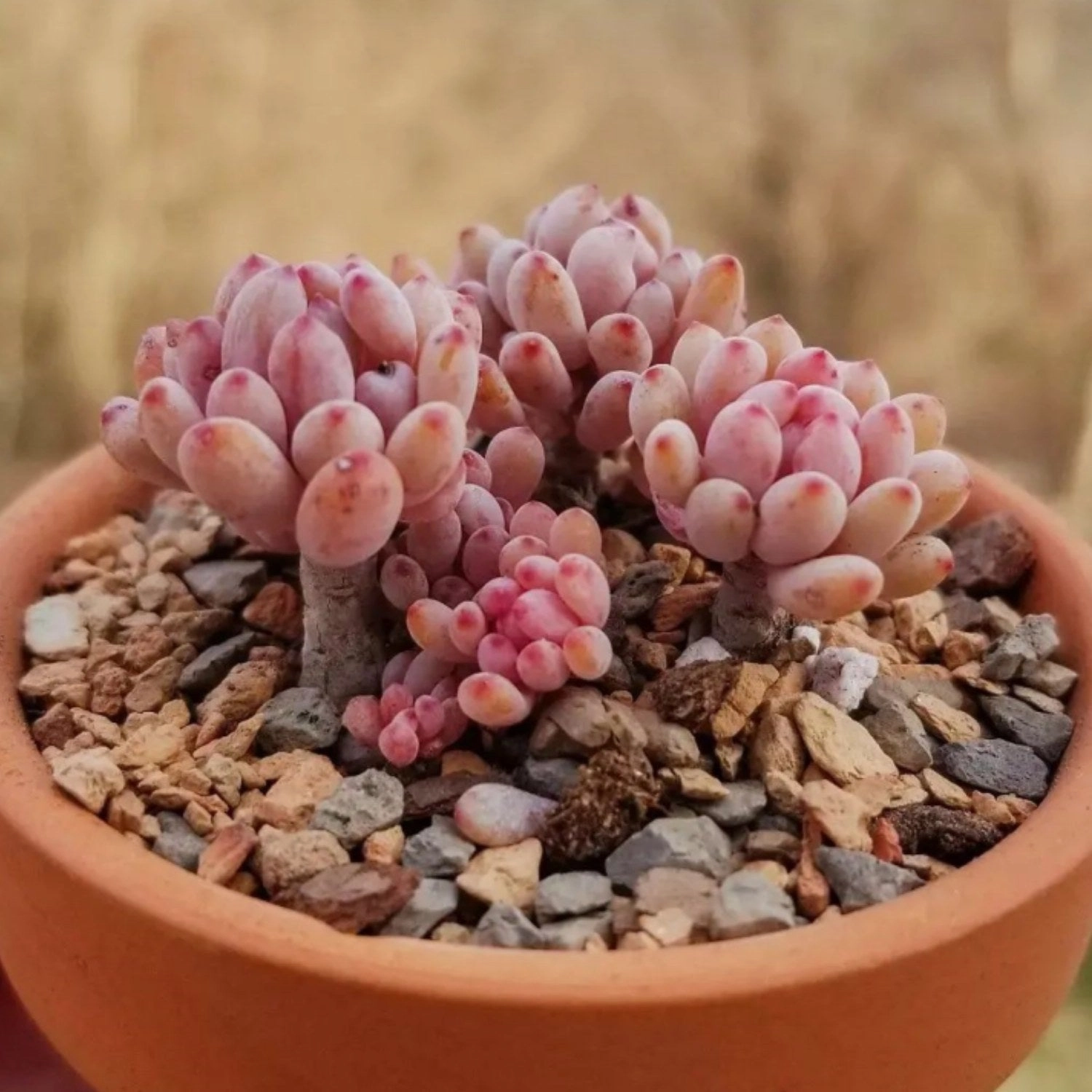 Graptopetalum pachyphyllum 'Bluebean'