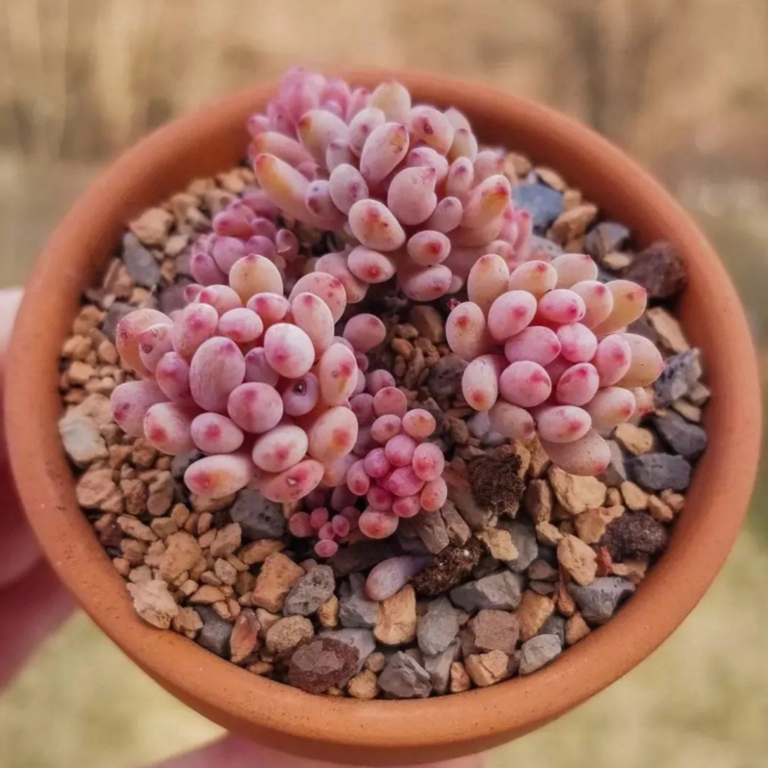 Graptopetalum pachyphyllum 'Bluebean'