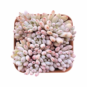 Graptopetalum pachyphyllum 'Bluebean' mini ornamental plant  