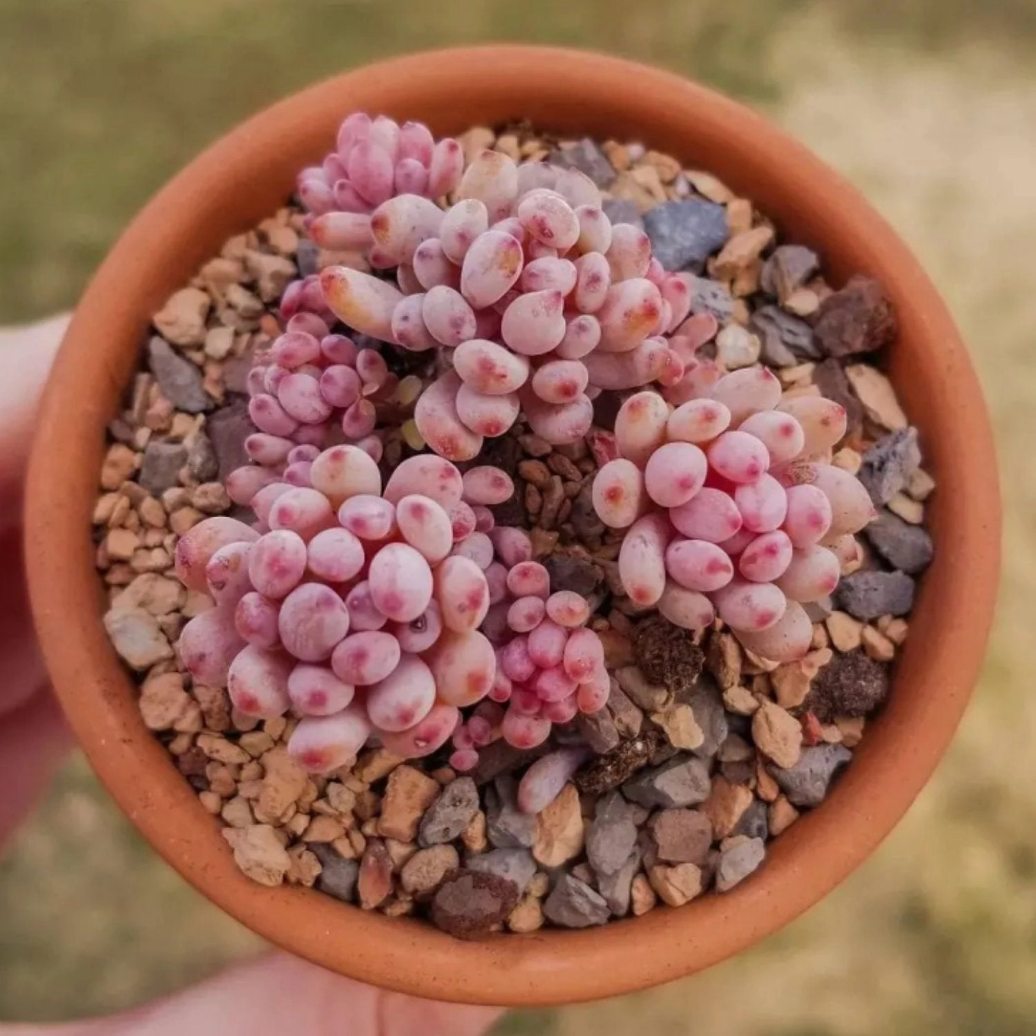 Graptopetalum pachyphyllum 'Bluebean'