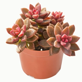 Graptopetalum Paraguayense cv.bronze (4 inch) mini ornamental plant  