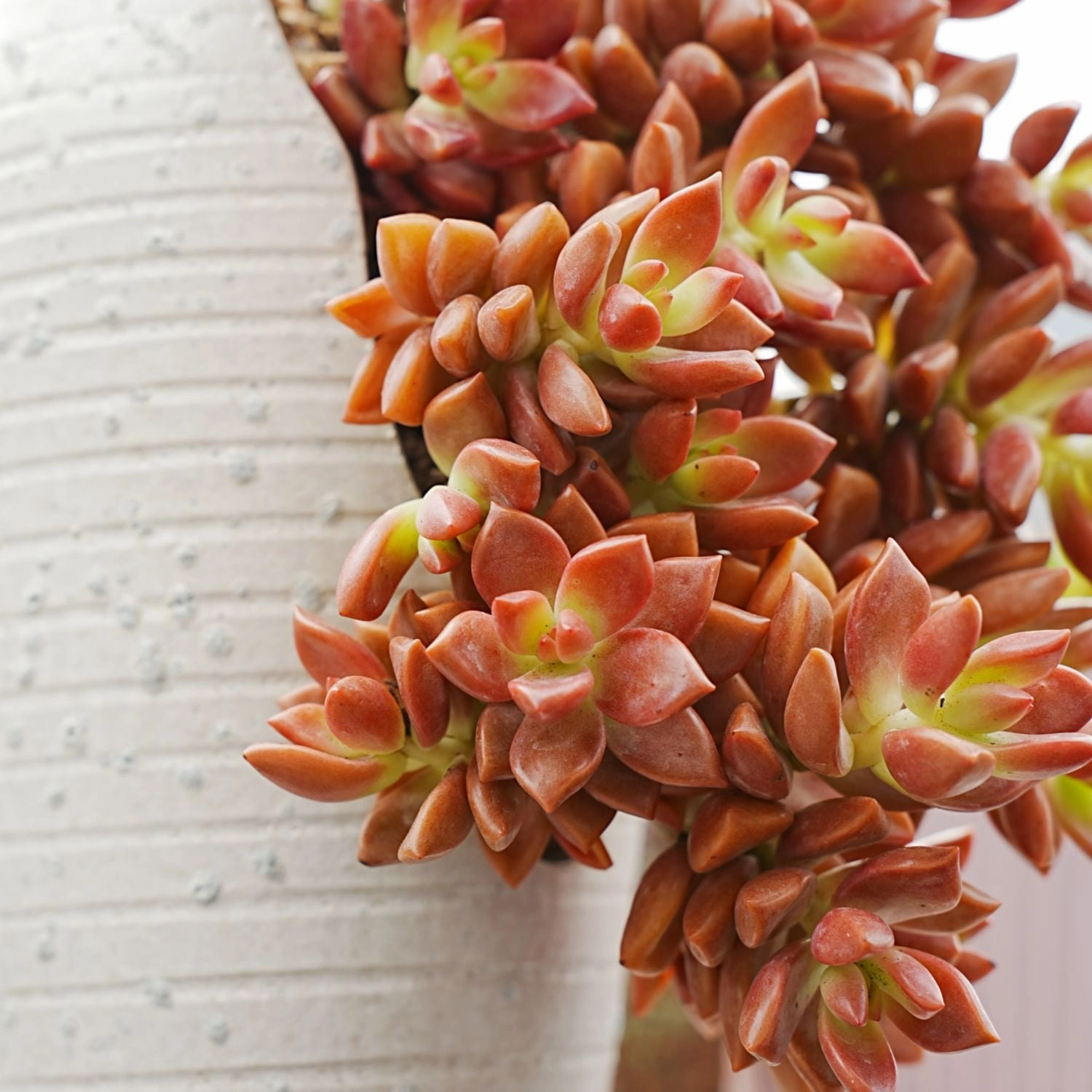 Graptopetalum Paraguayense cv.bronze (4 inch)