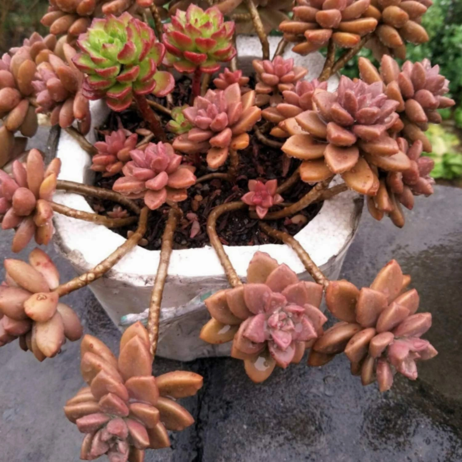 Graptopetalum Paraguayense cv.bronze (4 inch)