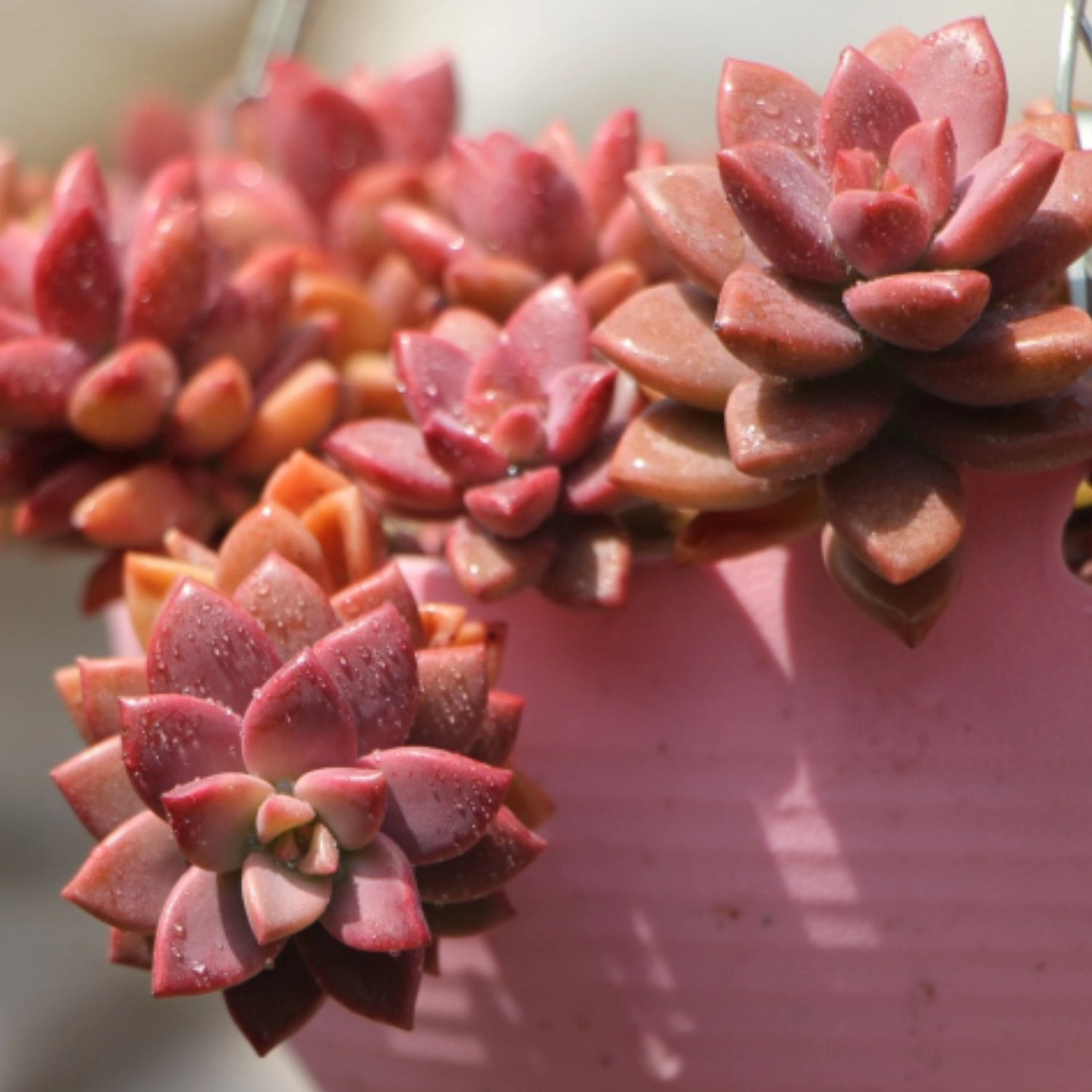 Graptopetalum Paraguayense cv.bronze (4 inch)