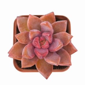 Graptopetalum Paraguayense cv.bronze mini ornamental plant  