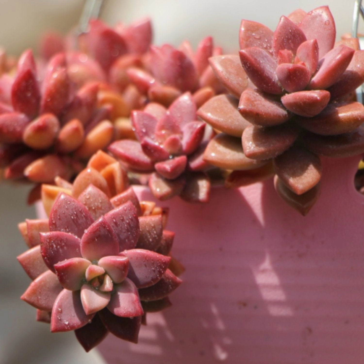 Graptopetalum Paraguayense cv.bronze