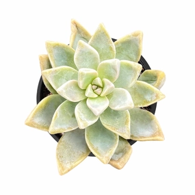 Graptopetalum Paraguayense/Ghost Plant mini ornamental plant  