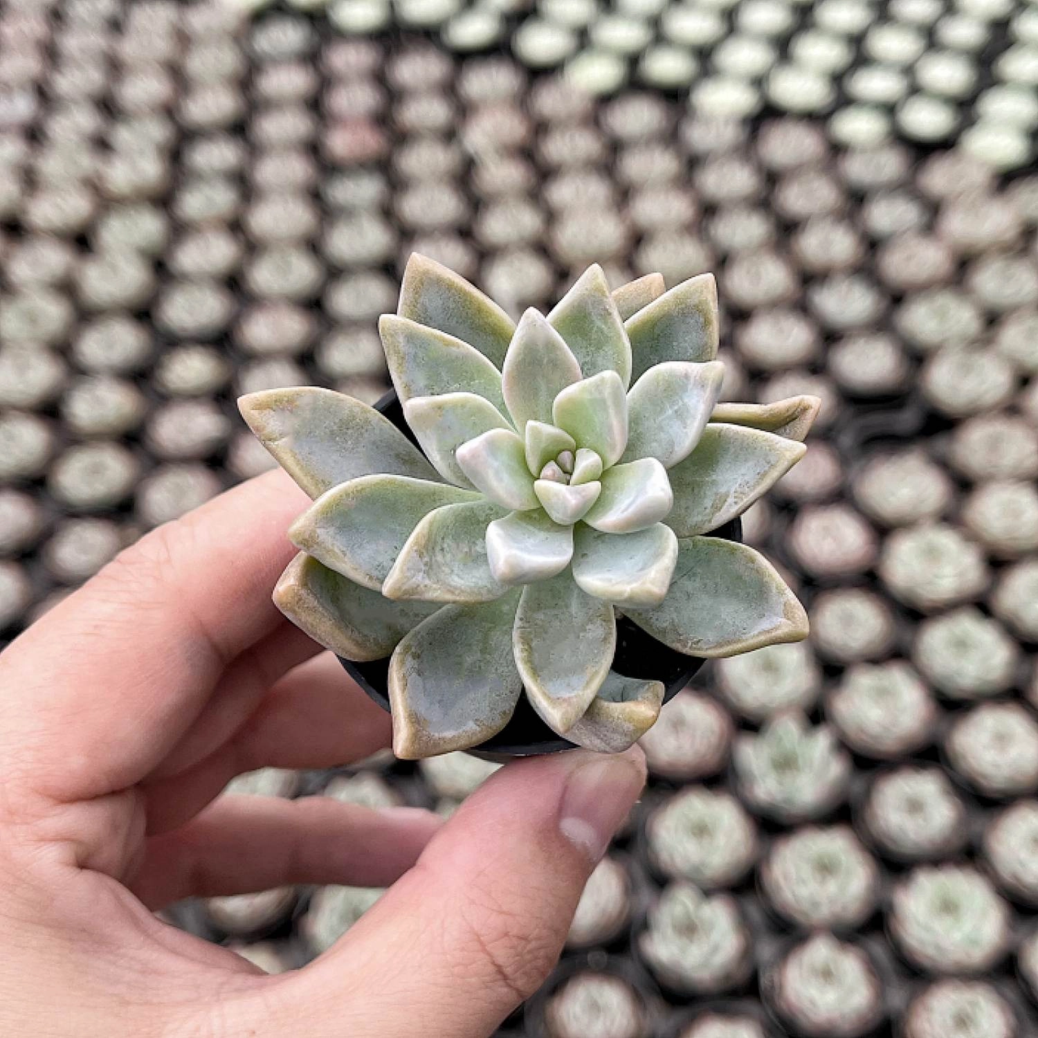 Graptopetalum Paraguayense/Ghost Plant