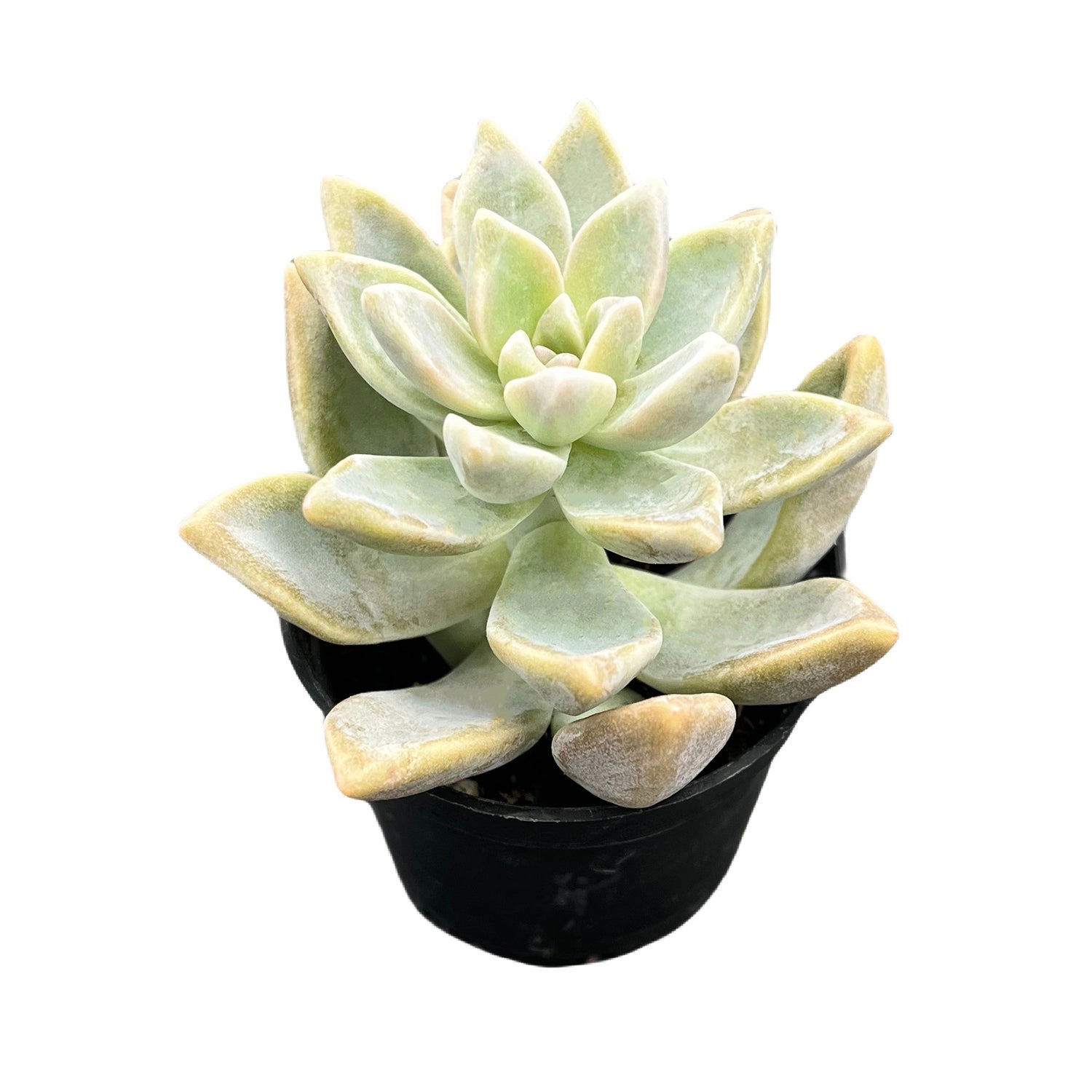 Graptopetalum Paraguayense/Ghost Plant