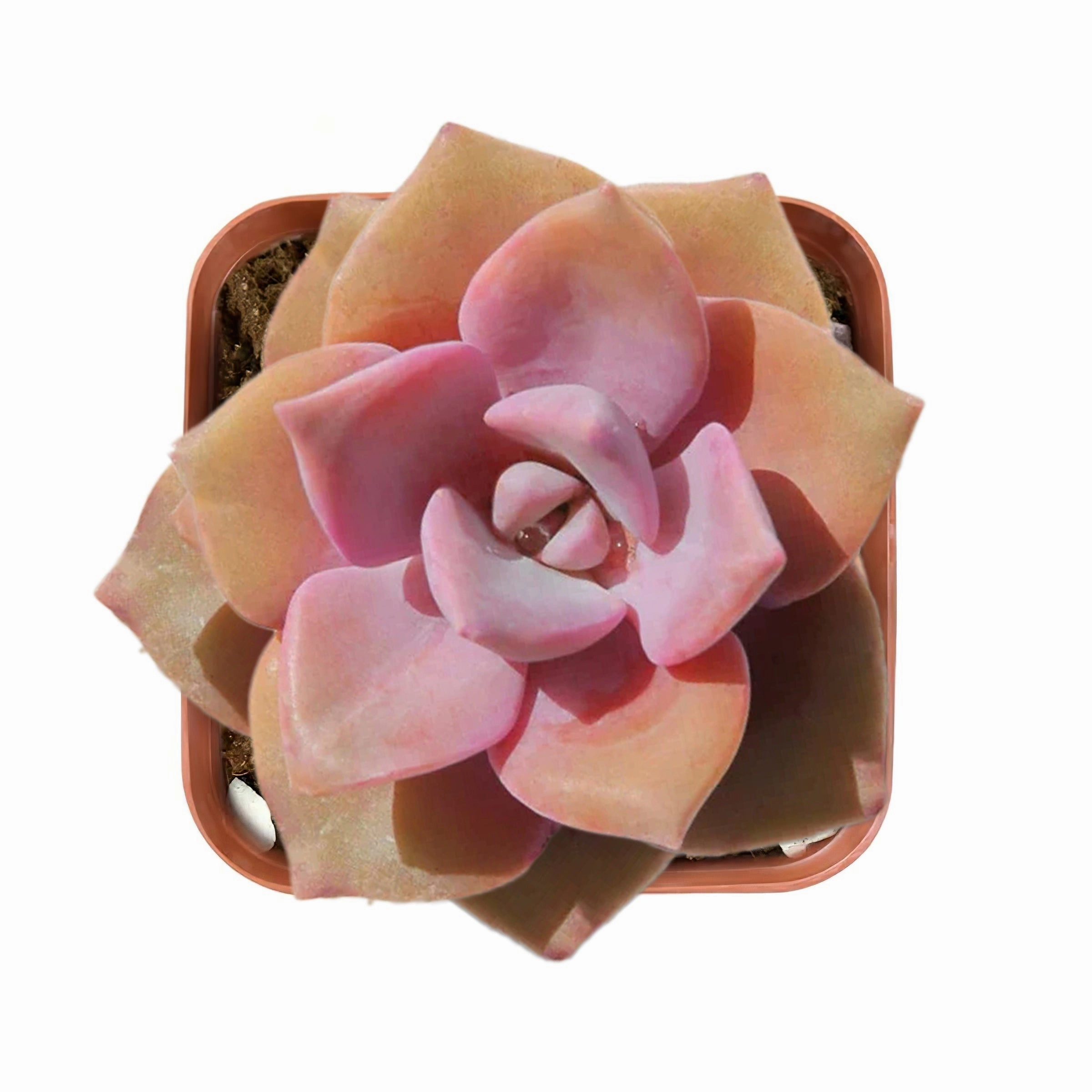 Graptopetalum Rainbow Candy (Rare)