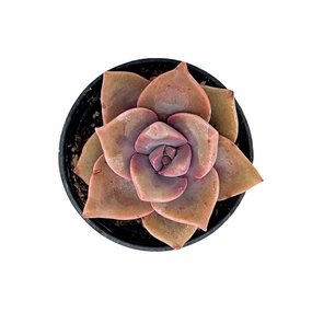 Graptopetalum Rainbow Candy (Rare) mini ornamental plant  