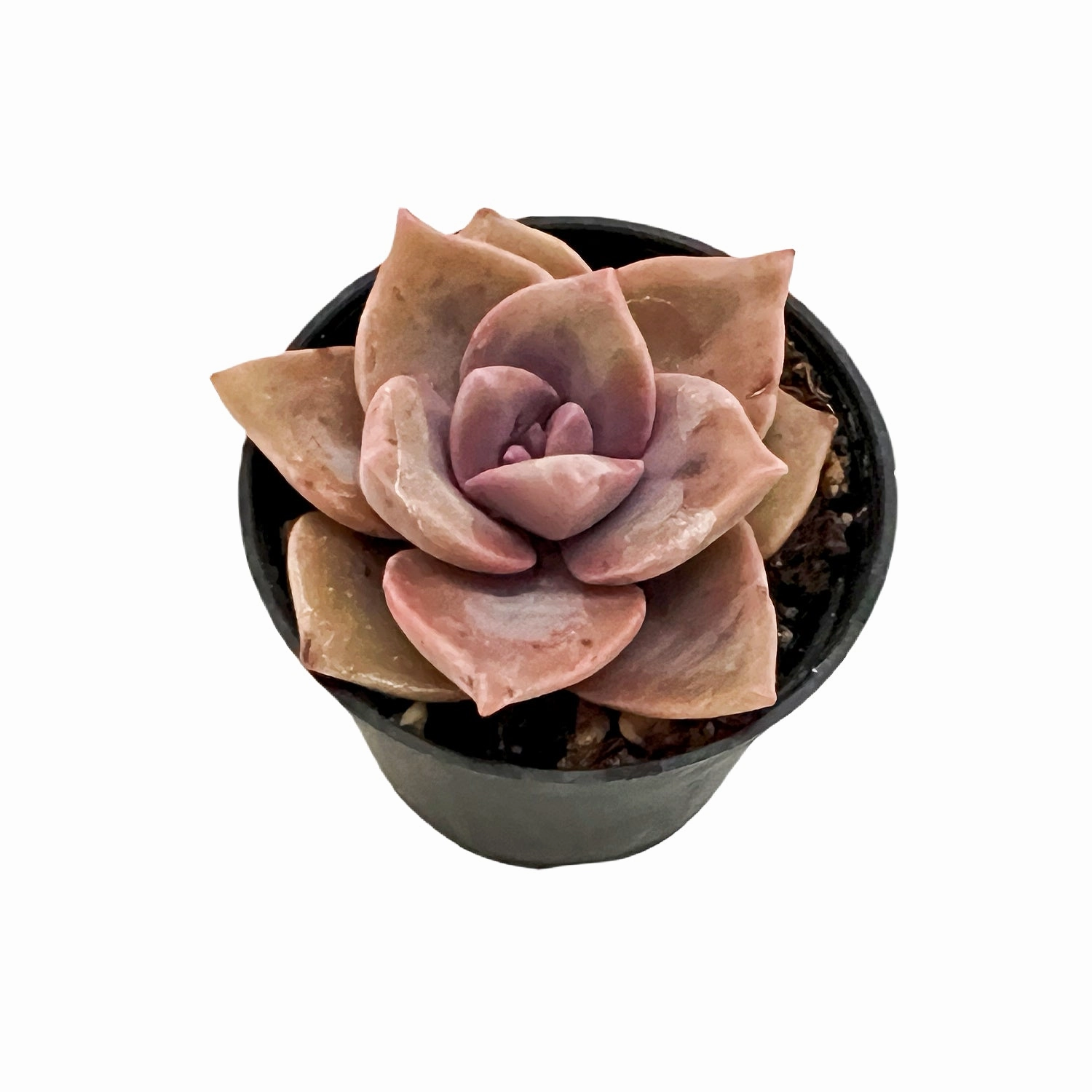 Graptopetalum Rainbow Candy (Rare)