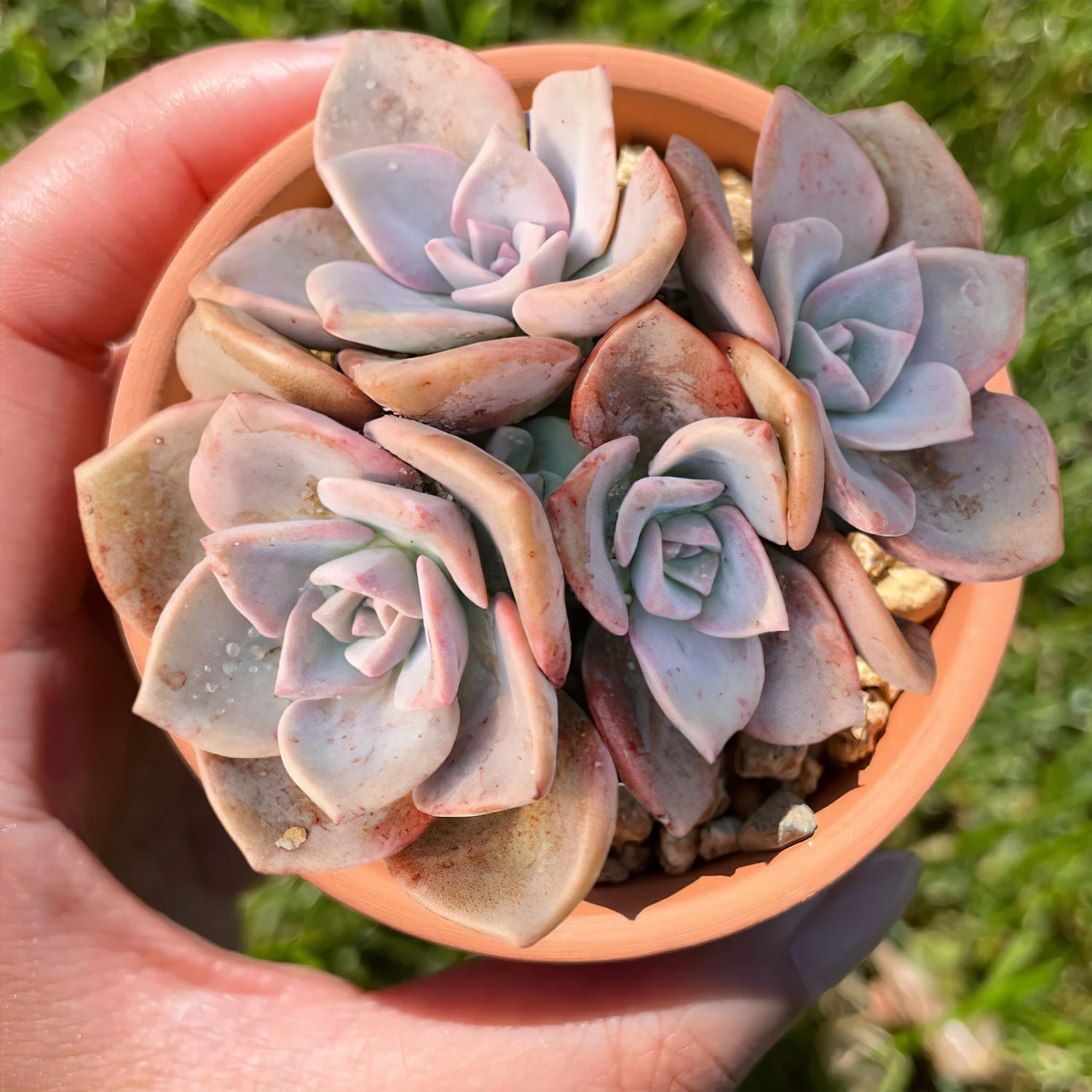 Graptopetalum Rainbow Candy (Rare)