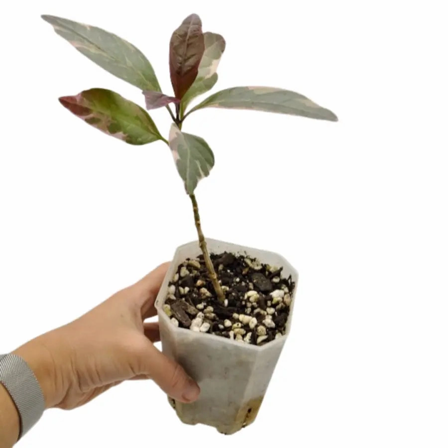 Graptophyllum pictum 'Purpureum' - Purple Caricature Plant