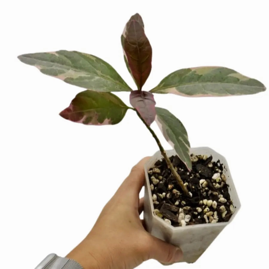 Graptophyllum pictum 'Purpureum' - Purple Caricature Plant