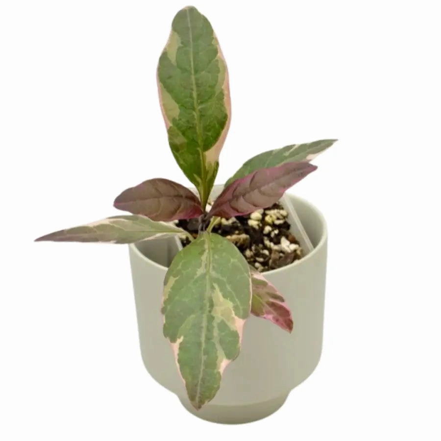 Graptophyllum pictum 'Purpureum' - Purple Caricature Plant large flower pot  