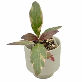 Graptophyllum pictum 'Purpureum' - Purple Caricature Plant large flower pot  
