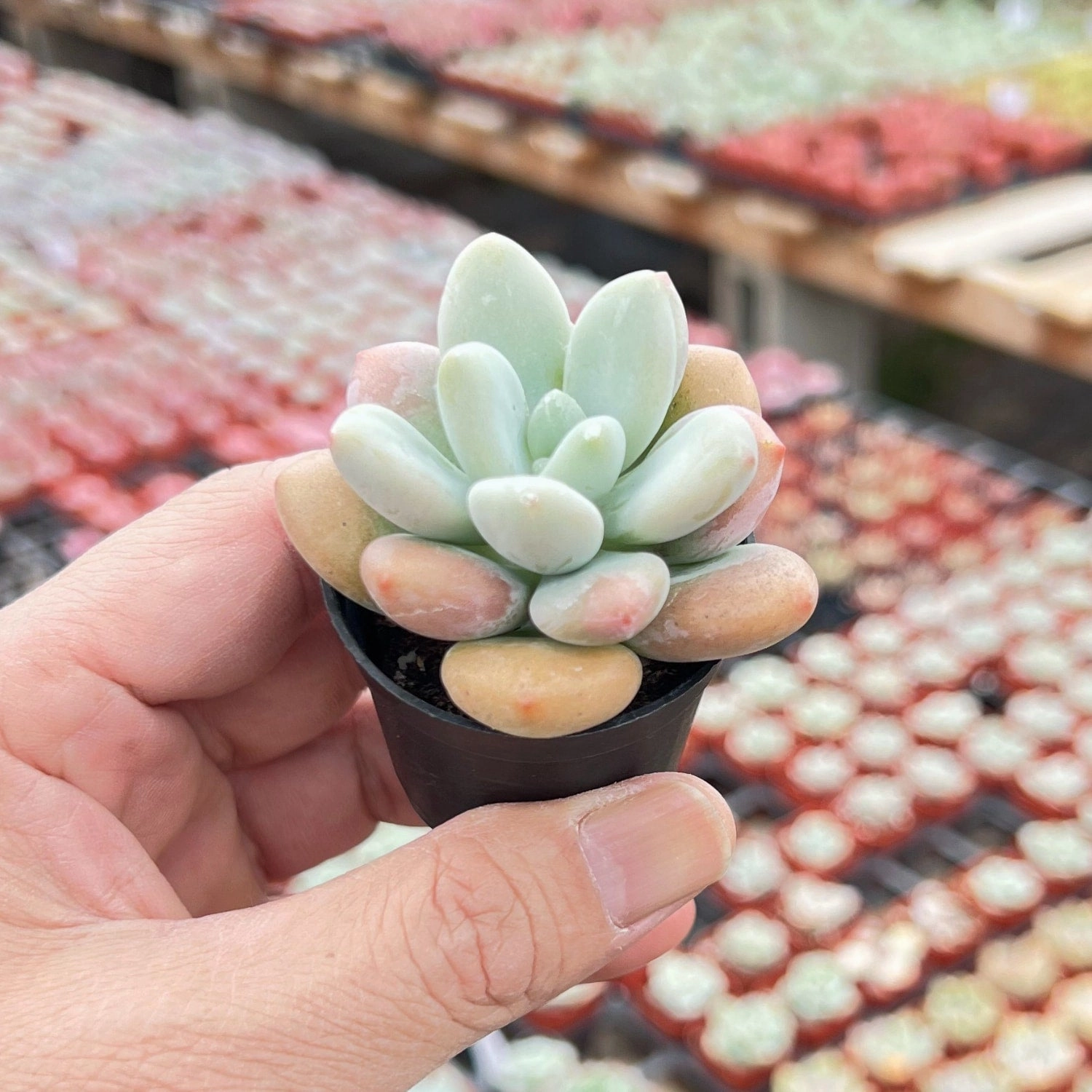 Graptosedum Miul