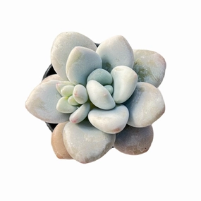 Graptosedum Miul mini ornamental plant  