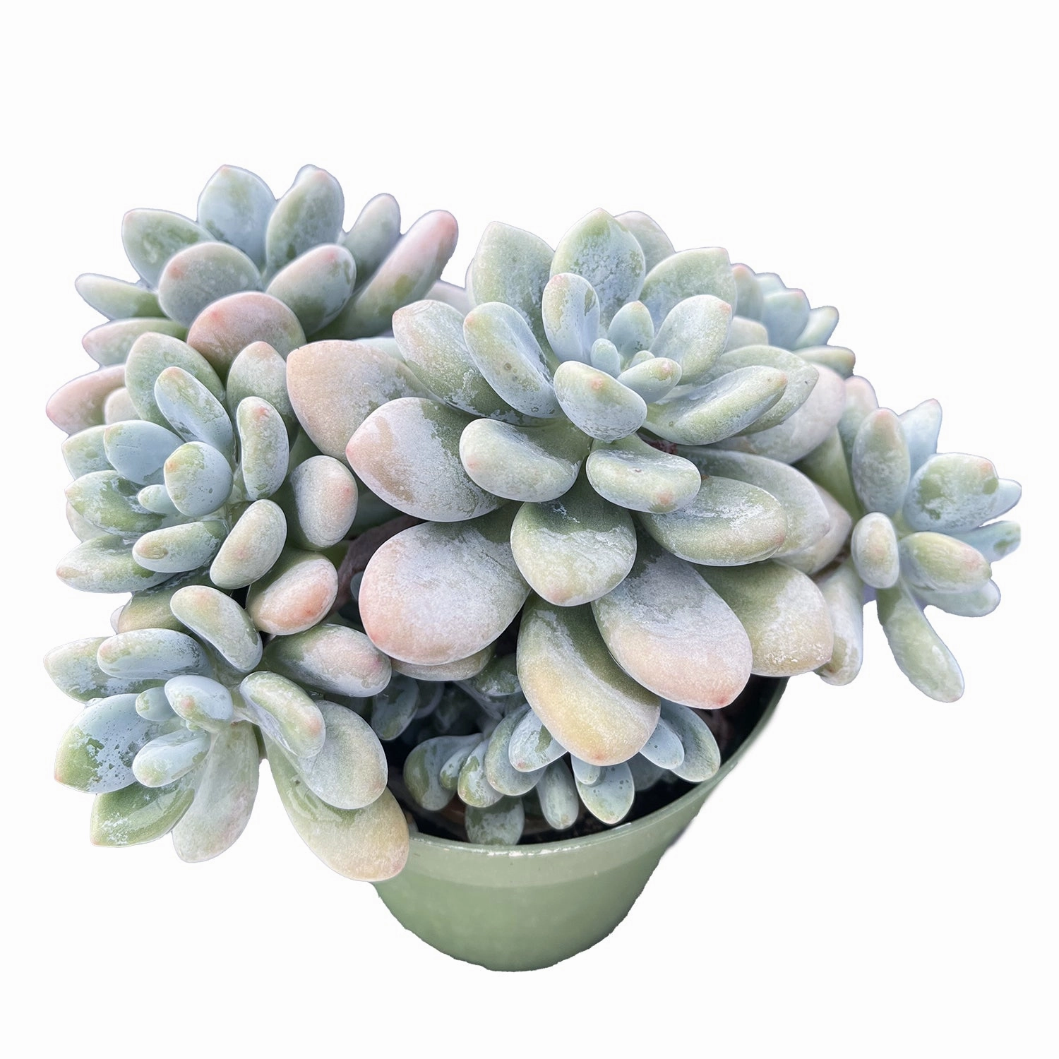 Graptosedum Miul (4 inch)