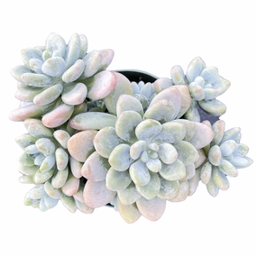 Graptosedum Miul (4 inch) mini ornamental plant  