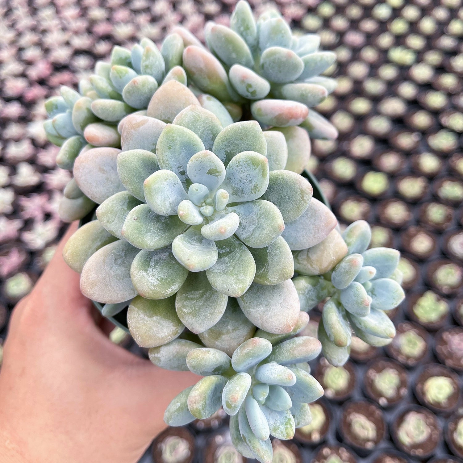Graptosedum Miul (4 inch)