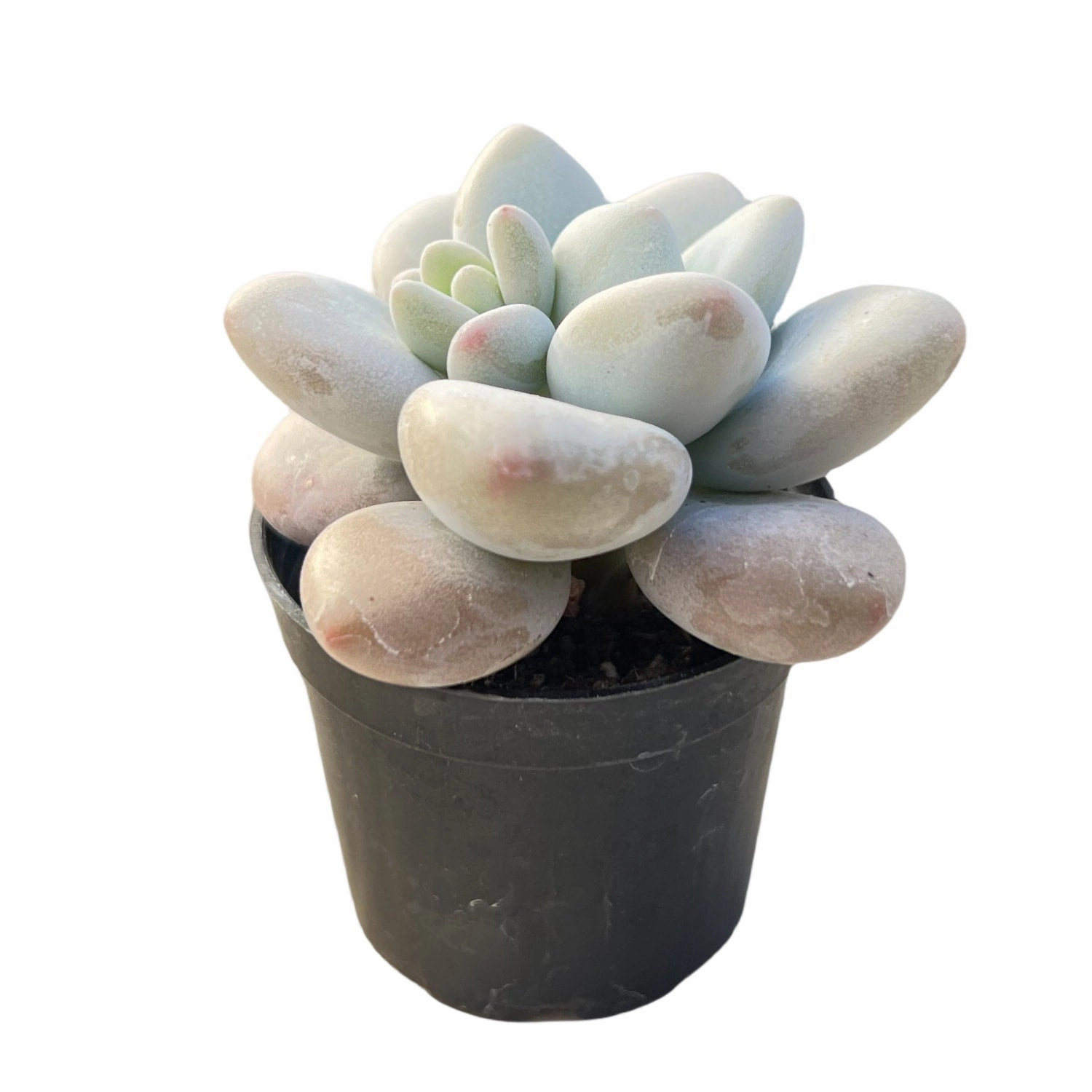 Graptosedum Miul