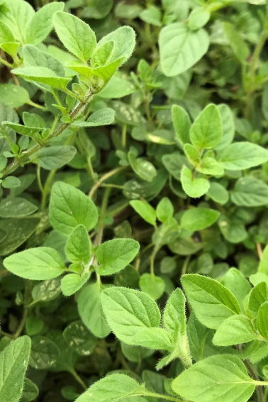 Greek Oregano Seeds Art Pack