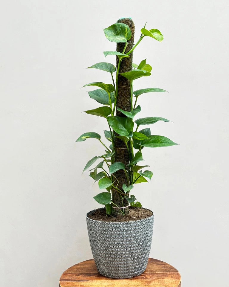 Green Money Plant with Moss Stick medium flower pot  