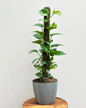 Green Money Plant with Moss Stick medium flower pot  