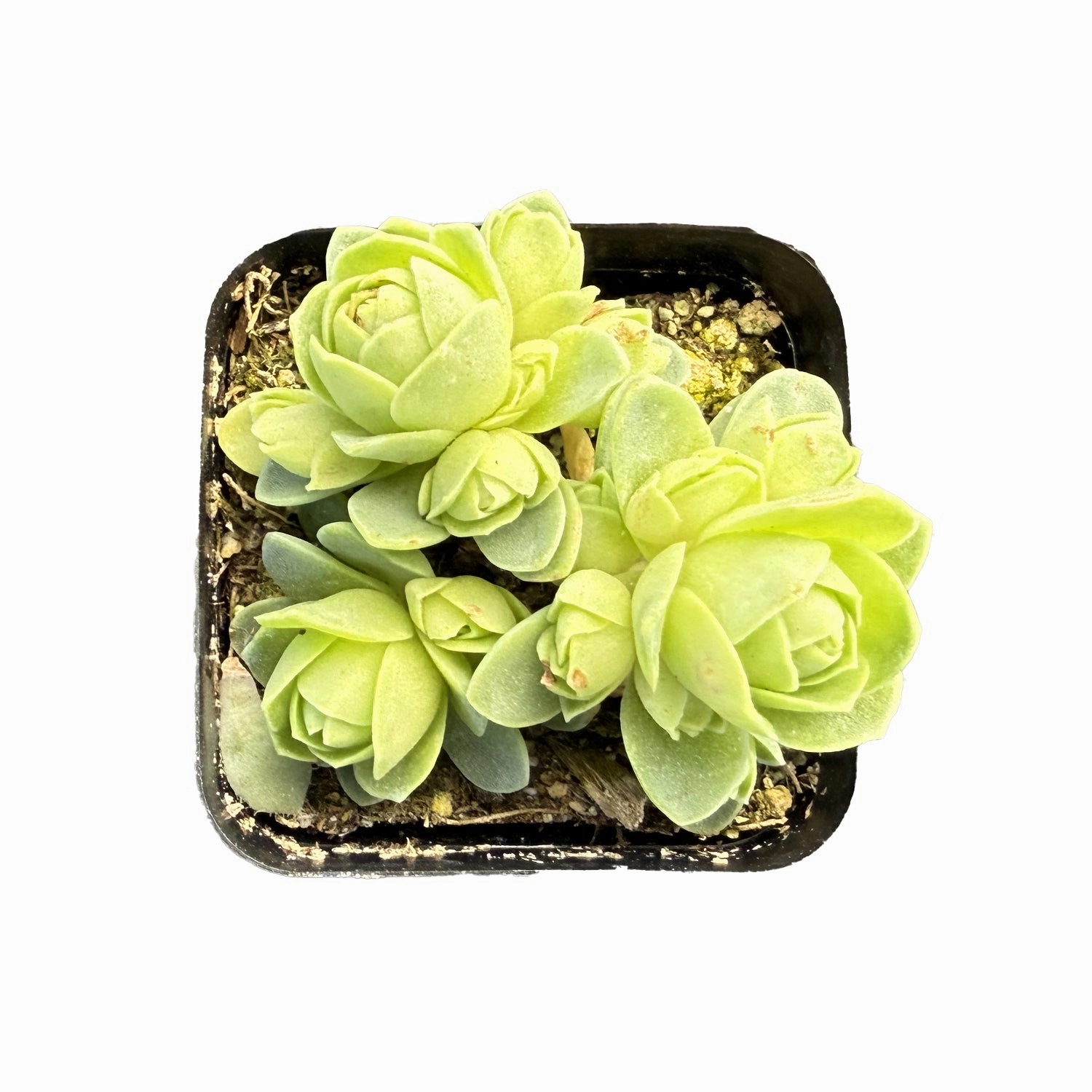 Greenovia Dodrantalis mini ornamental plant  