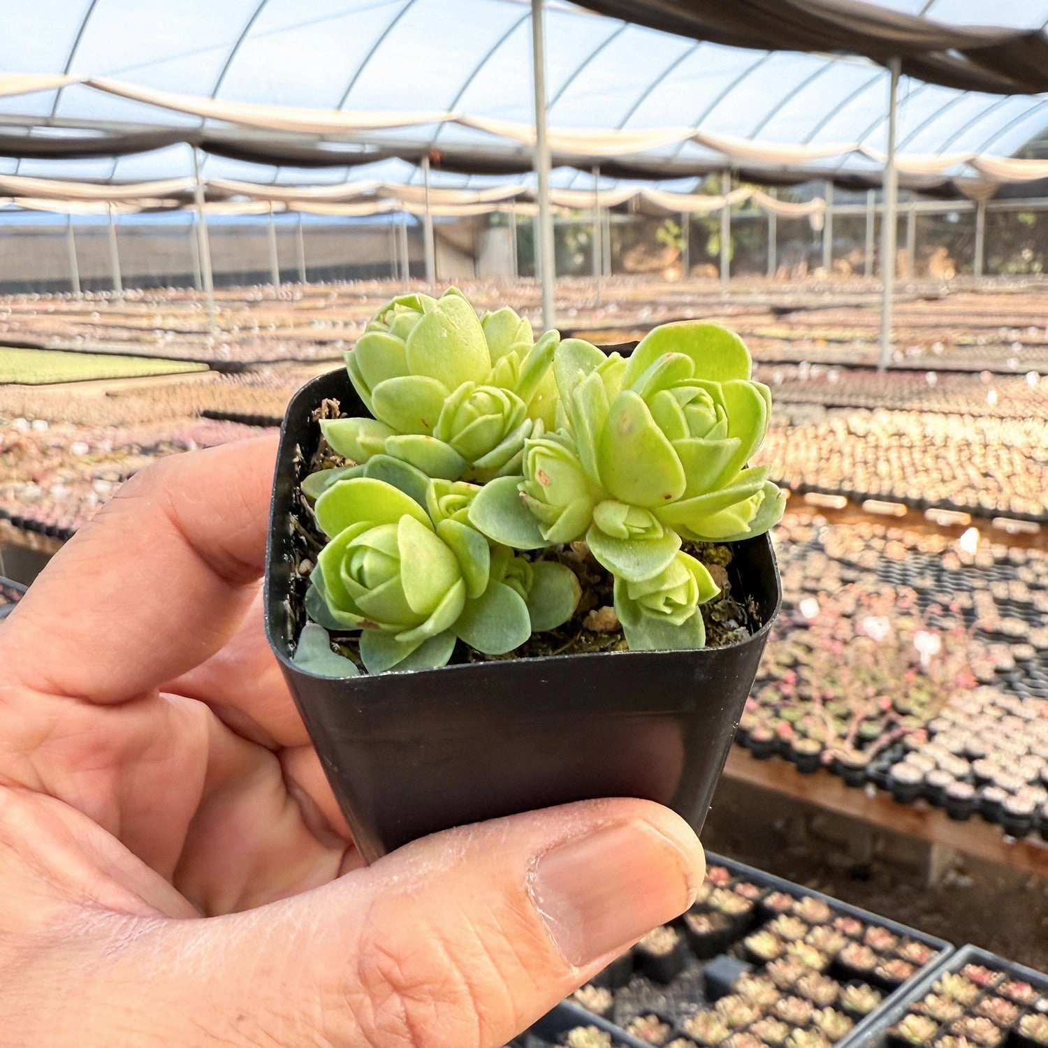 Greenovia Dodrantalis