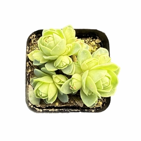 Greenovia Dodrantalis mini ornamental plant  