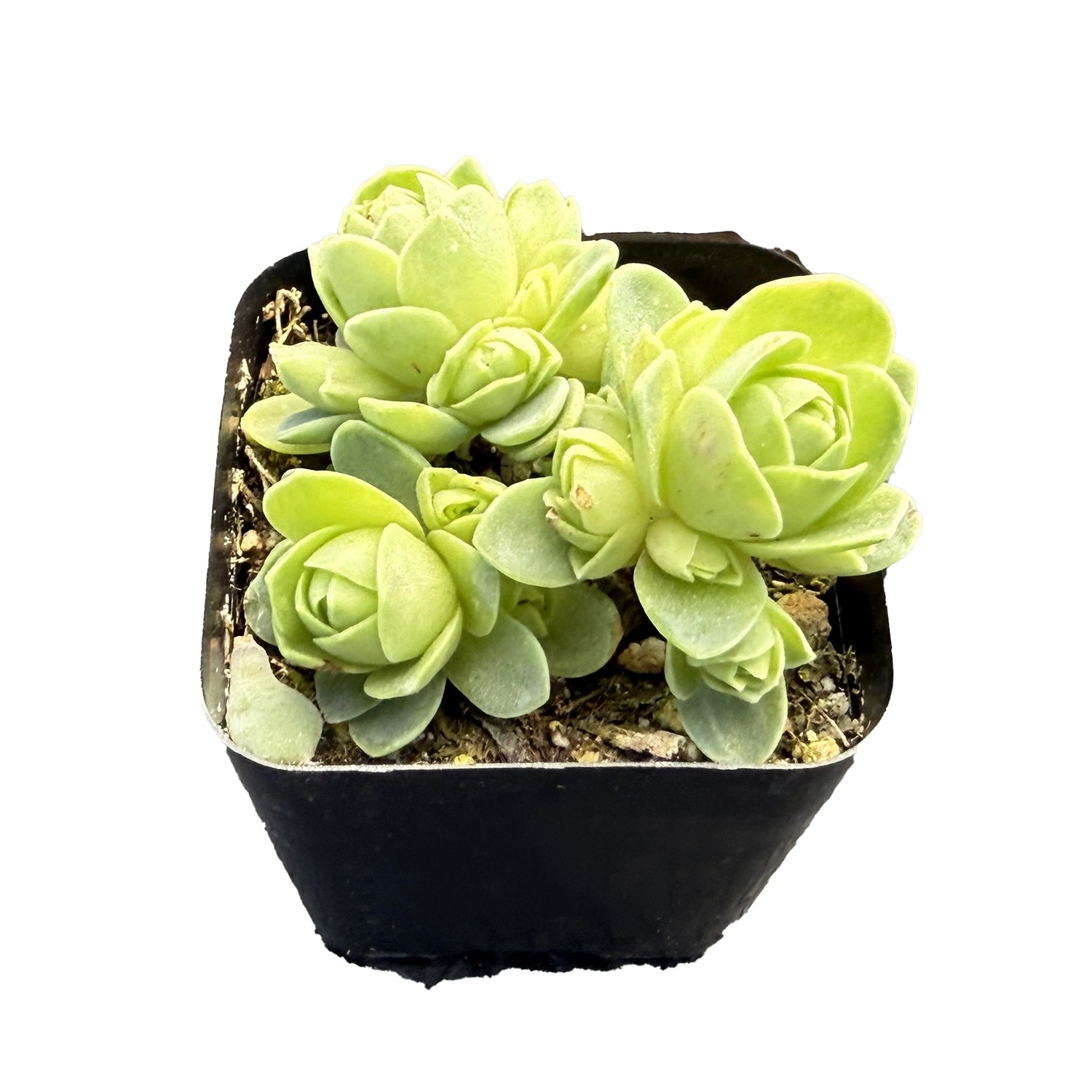 Greenovia Dodrantalis
