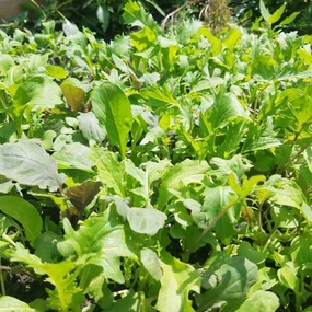 Greens, Spicy Mixed Organic Seeds floating plant shelf  