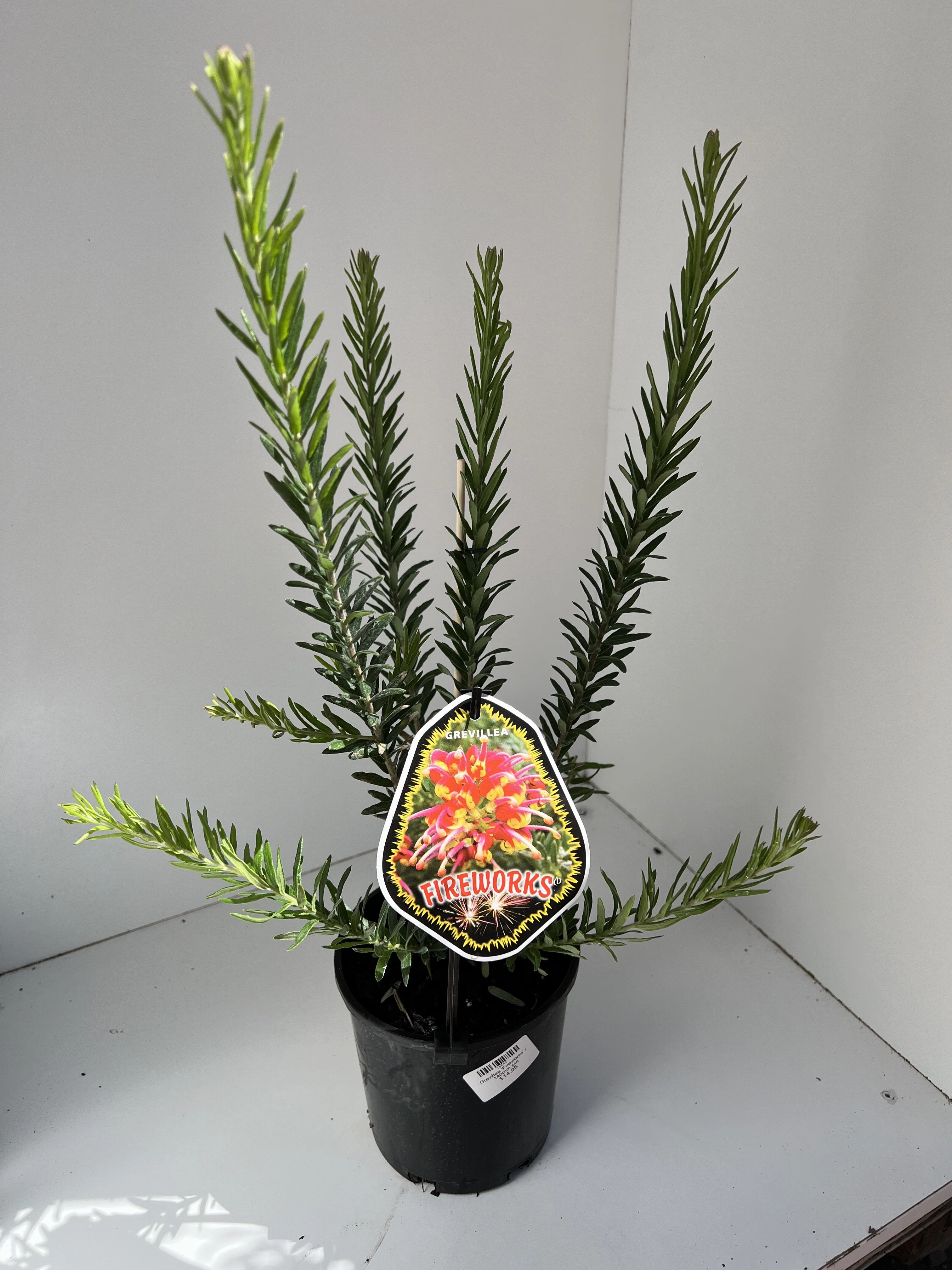 Grevillea 'Fireworks' small flower pot  