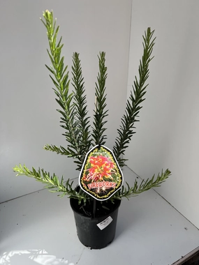 Grevillea 'Fireworks' small flower pot  