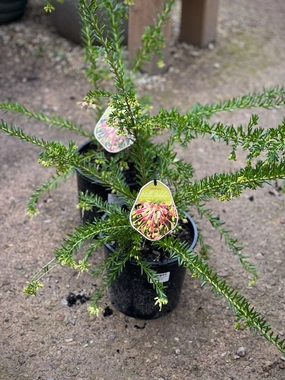 Grevillea 'Hills Jubilee' small flower pot  
